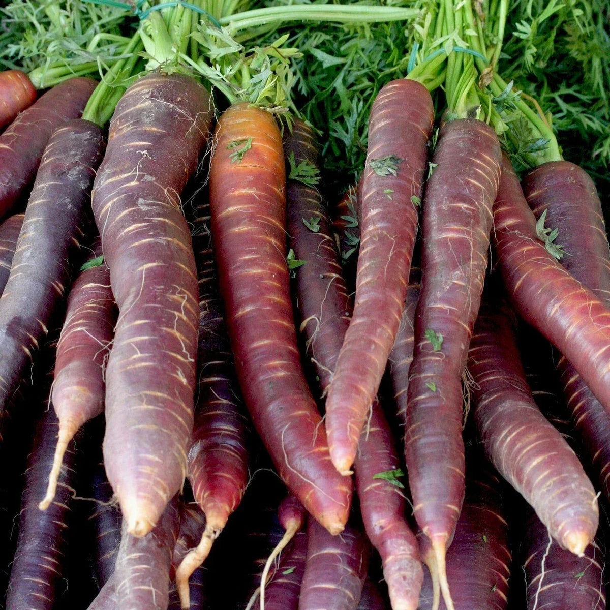 Cosmic Purple Carrot Seeds - Non-GMO Lycopene Variety for Heirloom Gardening, Multiple Sizes Available