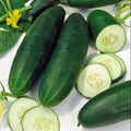 Straight Eight Cucumber Seeds – Non-GMO Heirloom Vegetable Seeds for Home Gardens, Cucumis sativus, 60+ Pack