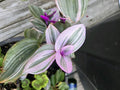 Tradescantia Nanouk Cuttings - 3 Large Pink Wandering Jew Plant Propagation Cuttings - Indoor Gardening, Variegated Leaves
