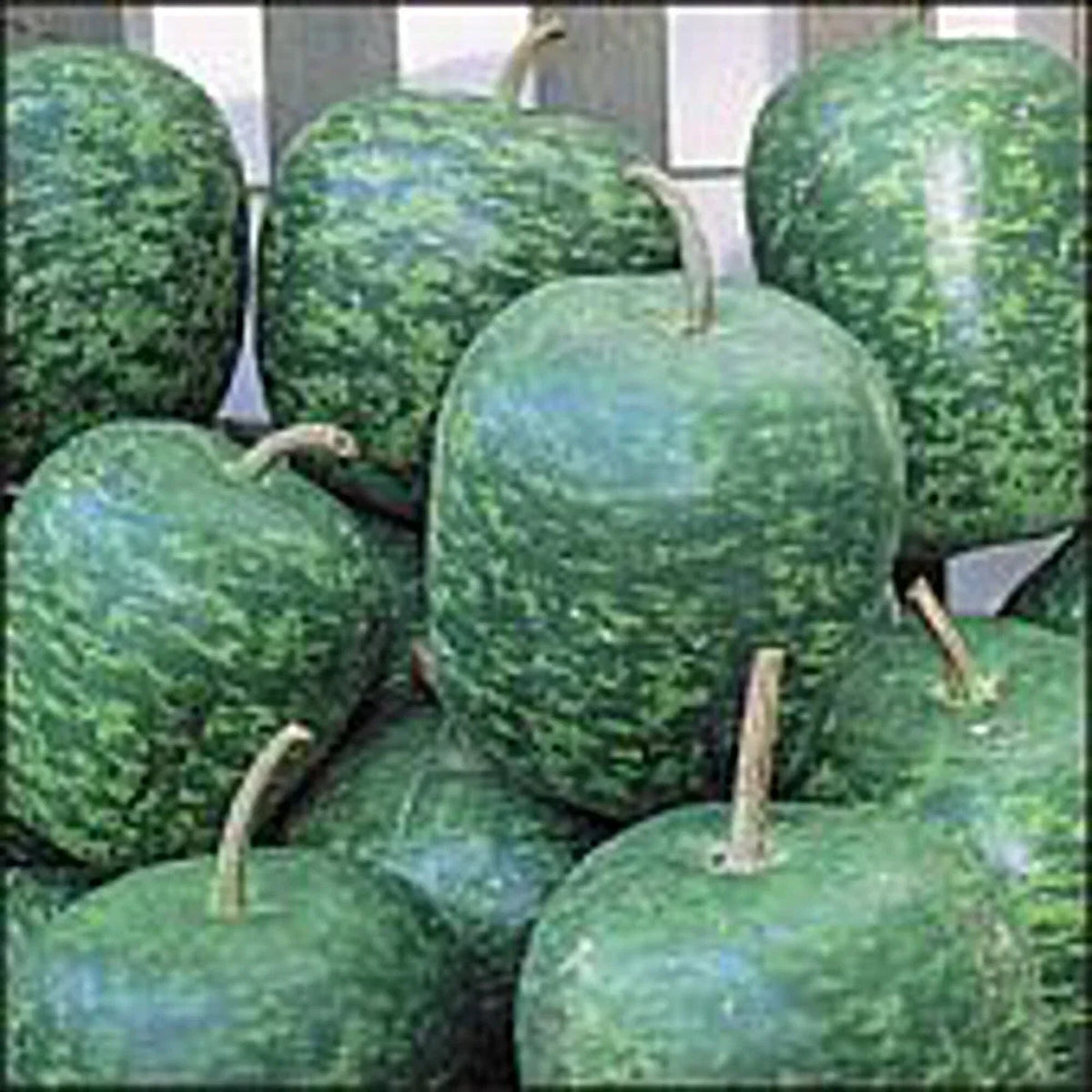 Apple Gourd Seeds Large 20+ Non-GMO | Cucurbita pepo Vegetable Fruit Herb Flower