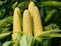Peaches and Cream Corn Seeds 25 Ct | Sweet Non-GMO Vegetable Garden Seeds | Zea Mays