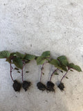 Live Purple Shiso Plant | 2+ Beefsteak, Wild, Japanese Basil | Perilla | NON-GMO