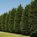 Leyland Cypress Tree Cuttings 6+2 Free Fast Growing Evergreen Cupressus × leylandii