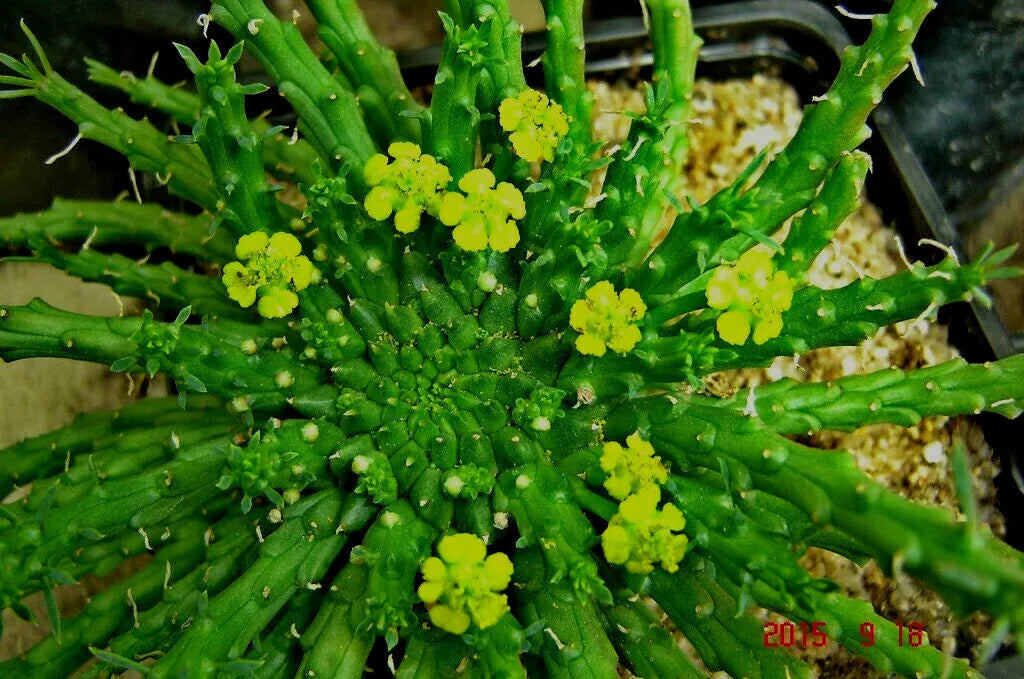 Euphorbia 'Caput-Medusae' Cutting - 6" Succulent Plant with Multiple Side Branches - Unique Medusa's Head Cactus