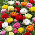Ranunculus Seeds Packet of 60 - Persian Buttercup, Vibrant Colors, Garden Flower Seeds, Ranunculus asiaticus, USA Grown