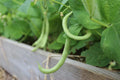 Contender Bush Green Bean Seeds - Non-GMO, Early Harvest, Stringless, Phaseolus vulgaris, Vegetable Seeds