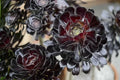 Black Rose Aeonium Cuttings - Zwartkop Schwarzkopf Succulent Rosette with Stem - Perfect for Propagation and Gardening