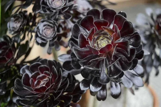 Black Rose Aeonium Cuttings - Zwartkop Schwarzkopf Succulent Rosette with Stem - Perfect for Propagation and Gardening