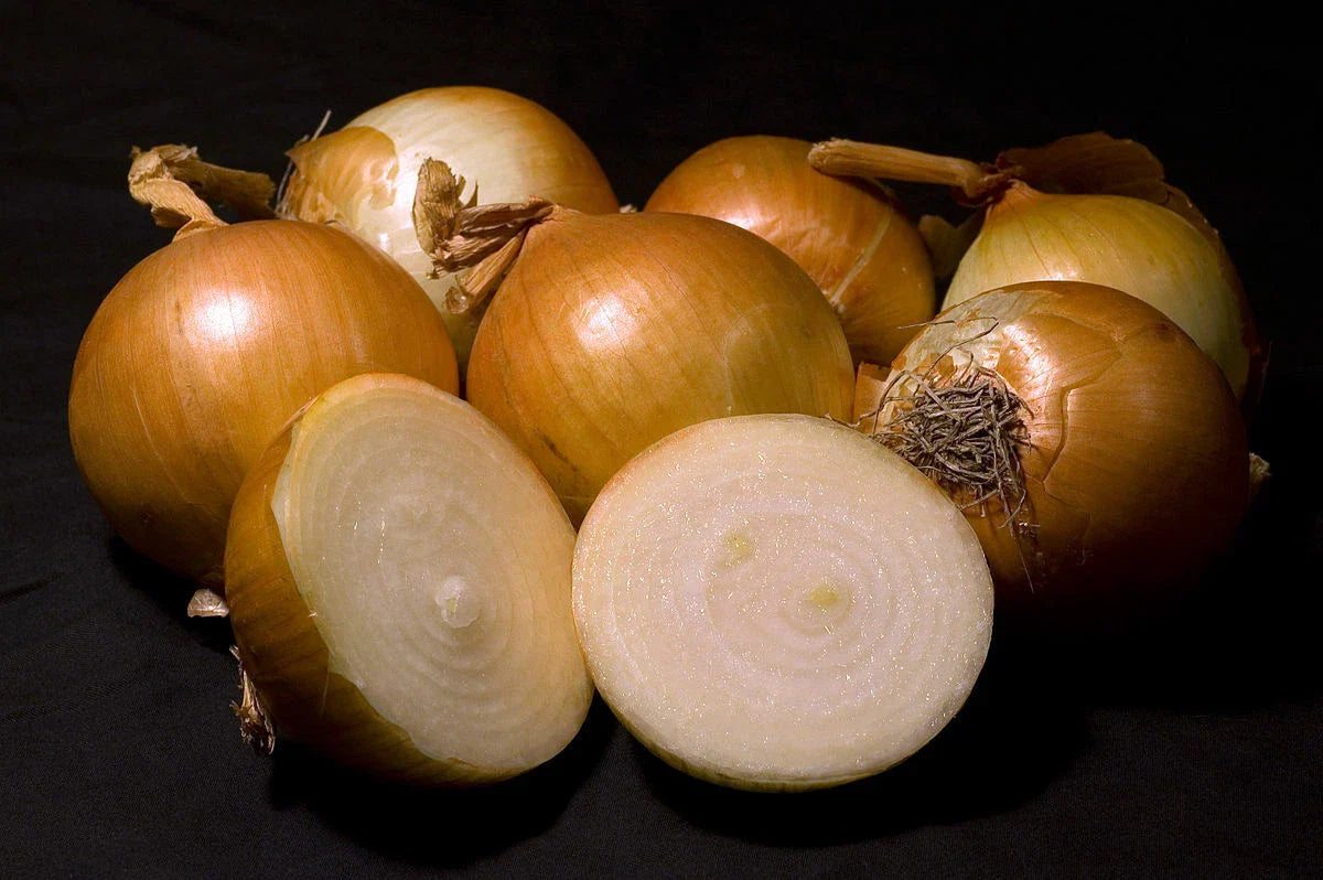 Walla Walla Sweet Onion Seeds - 300 Heirloom Non-GMO Seeds - Allium cepa - USA Seller