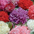 Poppy Peony Double Mixed Seeds, 100 Count, Vibrant Red Pink White Purple Blooms, Papaver paeoniflorum