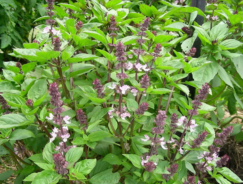 Anise Persian Basil Seeds 1000 Count | Ocimum basilicum | Black Licorice Flavor Herb | Annual Aromatic Herb