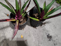 Multicolor Tradescantia Spathacea Plant - Moses in The Cradle - Dwarf Oyster Plant - Colorful Indoor Houseplant