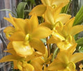 Orchid Plant Bulb Cyc Taiyhoung No #1 Smtoga Bare Root - Exotic Orchid Variety for Home and Garden