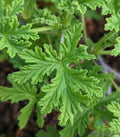 Citrosa Geranium Seeds - 25+ Mosquito Repellent Seeds for Garden - Pelargonium 'Citrosum'