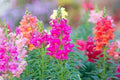 Snapdragon Seeds - Sonnet Mix, Antirrhinum majus, Vibrant Flowering Annual, 100 Seeds