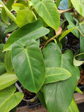 Philodendron Cutting 7-10 Inches Green Emerald Plant (Philodendron 'Emerald') Fresh Indoor Houseplant