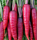 Purple Carrot Seeds 500+ "Cosmic" Non-GMO Vegetable Garden Seeds for Growing Vibrant Purple Carrots