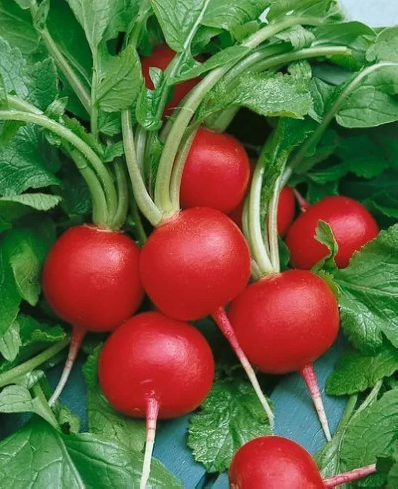 Champion Radish Seeds - 200+ Non-GMO Heirloom Organic Raphanus sativus Seeds