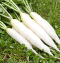 Radish Seeds - White Icicle, Fast Growing, Non-GMO, 425 Seeds, Raphanus sativus, Cool Season Vegetable, Garden & Container Planting