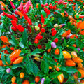 Chinese Ornamental Hot Pepper Seeds - 25+ Pack - Capsicum annuum - USA