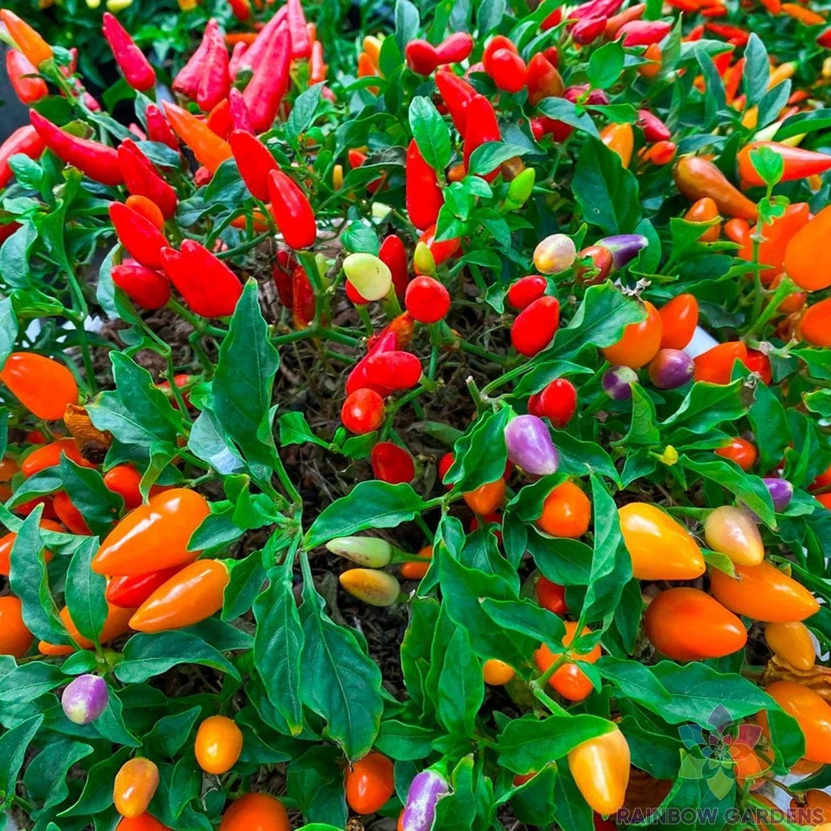Chinese Ornamental Hot Pepper Seeds - 25+ Pack - Capsicum annuum - USA