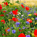 Wildflower Mix Seeds - Fall Planting, Spring Blooms, 1000 Seeds, Native Wildflowers, Pollinator Attracting, Ecological Garden Seed