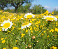 Garland Daisy Mix Seeds - Chrysanthemum, Crown Daisy - Flower Seed Variety, Free Shipping