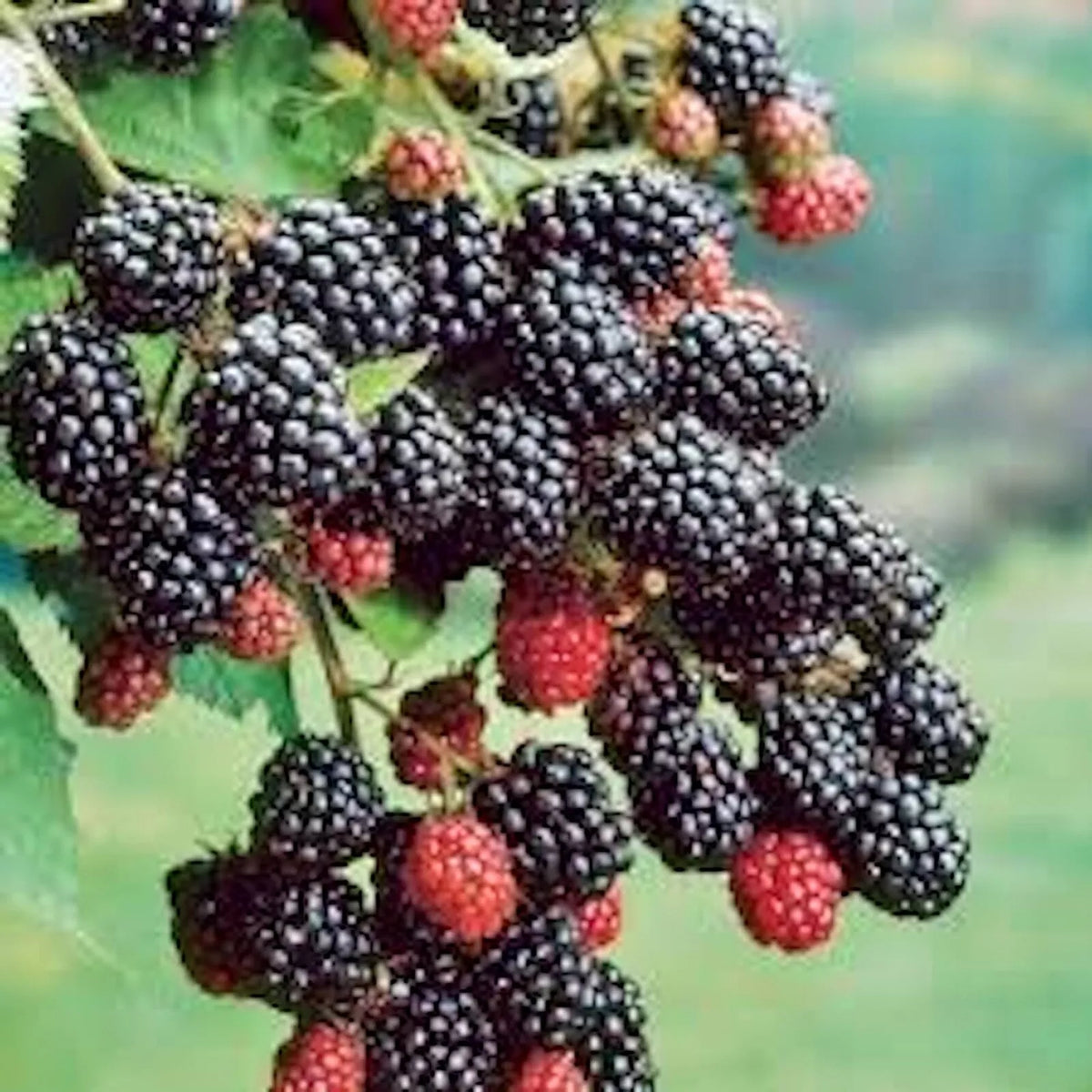 Prime-Ark 45 Blackberry Plant Bare Root Floricane Edible Fruit Rubus fruticosus High Antioxidant Blackberries