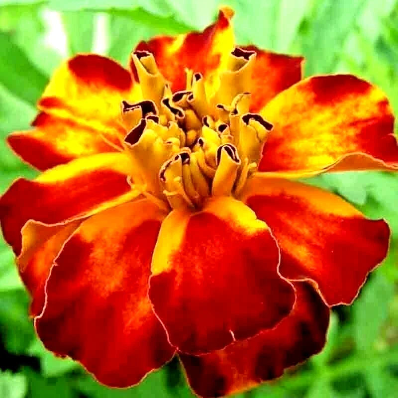French Marigold Seeds - Spring Mix - Insect Repellent Flower - Tagetes patula - 30 Seeds - Attracts Bees - USA