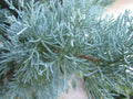 Fresh Cuttings Grey Owl Spreading Juniper Evergreen for Rooting + Instructions - Juniperus horizontalis 'Grey Owl'
