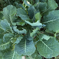 Morris Heading Collard Seeds – Non-GMO Vegetable Seeds for Home Garden, Brassica oleracea, Leafy Greens, 300+ Seeds