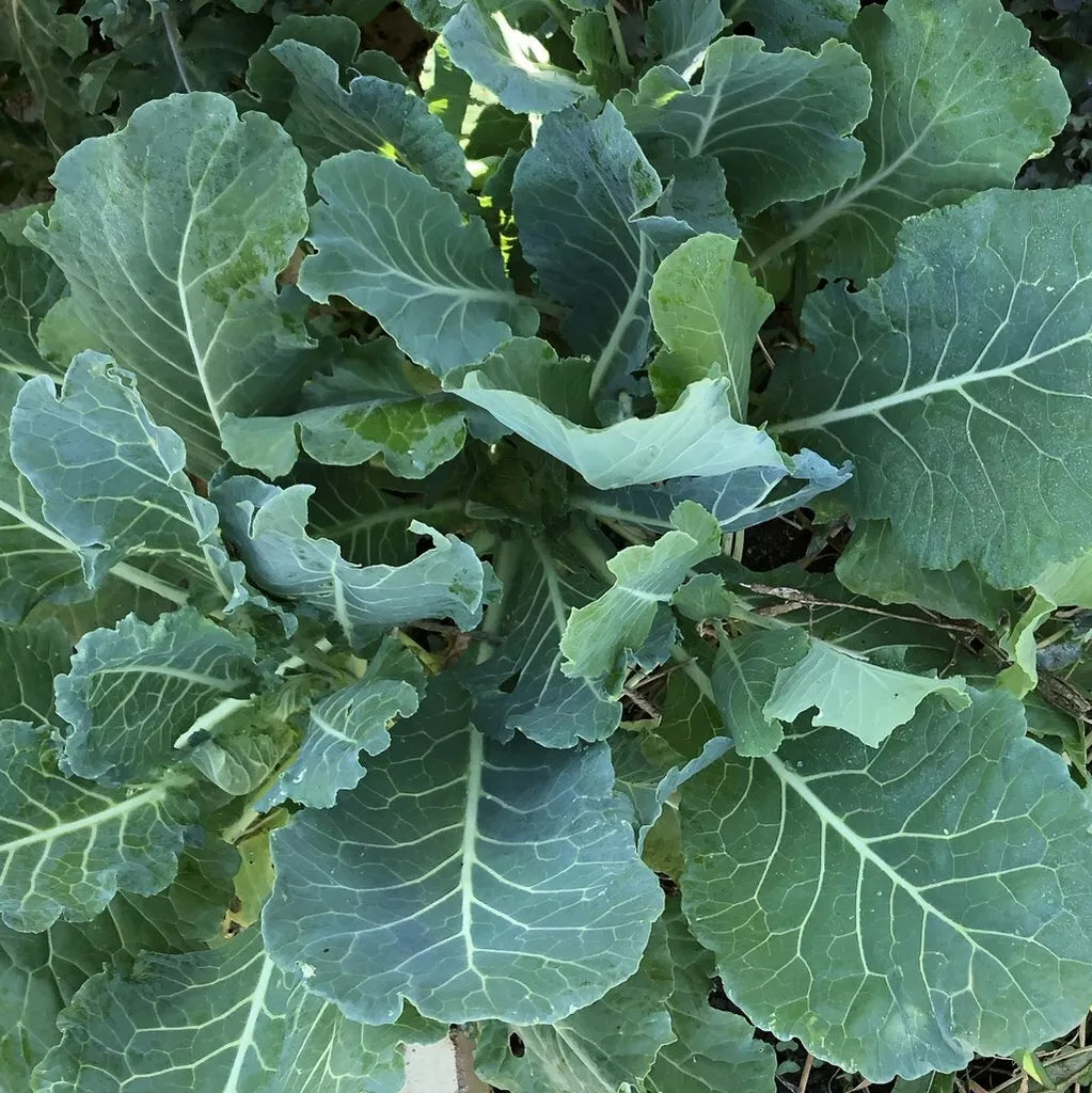 Morris Heading Collard Seeds – Non-GMO Vegetable Seeds for Home Garden, Brassica oleracea, Leafy Greens, 300+ Seeds