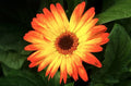 Sunburst Gerbera Daisy Seeds - 200+ Count - Vibrant Blooms for Garden Planting - Gerbera jamesonii