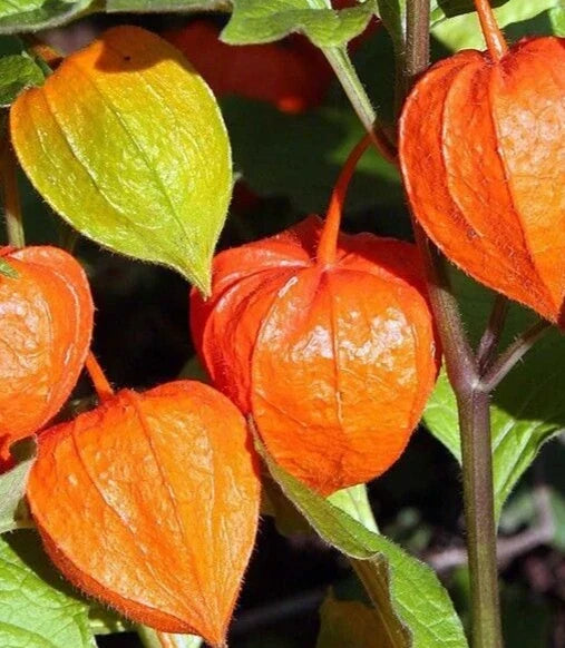 Chinese Lantern Seeds - Franchetti Ornamental Perennial Flower, Physalis alkekengi, Vibrant Orange, Garden, Borders, Containers
