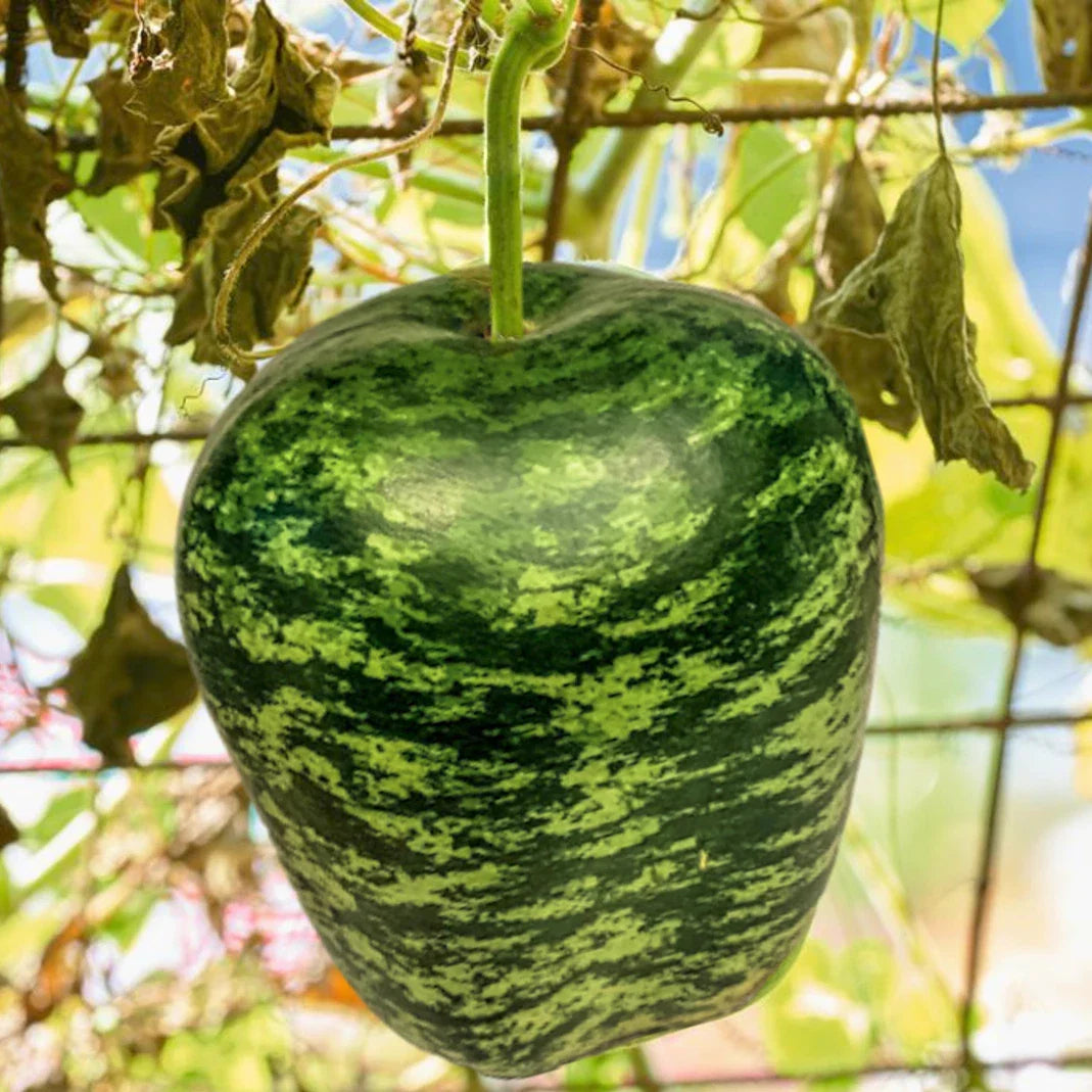Apple Gourd Seeds | Ornamental Squash Swan Pumpkin Dipper Bottle | 2025