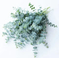 Baby Blue Eucalyptus Seeds for Planting, 10 Seeds, Ideal for Cut Flower Bouquets, Eucalyptus globulus