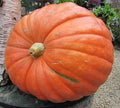 Big Max Pumpkin Seeds – Cucurbita maxima – Grow Giant Pumpkins Up to 100 lbs – Garden, Halloween, Contest Seeds