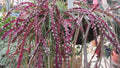 Rhipsalis Cactus Cuttings 10" Long Red Clone Lepismium Cruciforme Succulent Plant