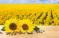 Black Oil Sunflower Seeds for Planting - 200+ Seeds - Attract Birds - Helianthus annuus - Made in USA