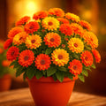 Marigold Seeds - 500+ Count - Autumn Mix - Mosquito Bug Repellent - Tagetes patula