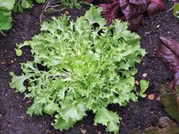 Lettuce Seeds 500 Count - Endive Broadleaf Batavian Heirloom Non-GMO Cichorium endivia