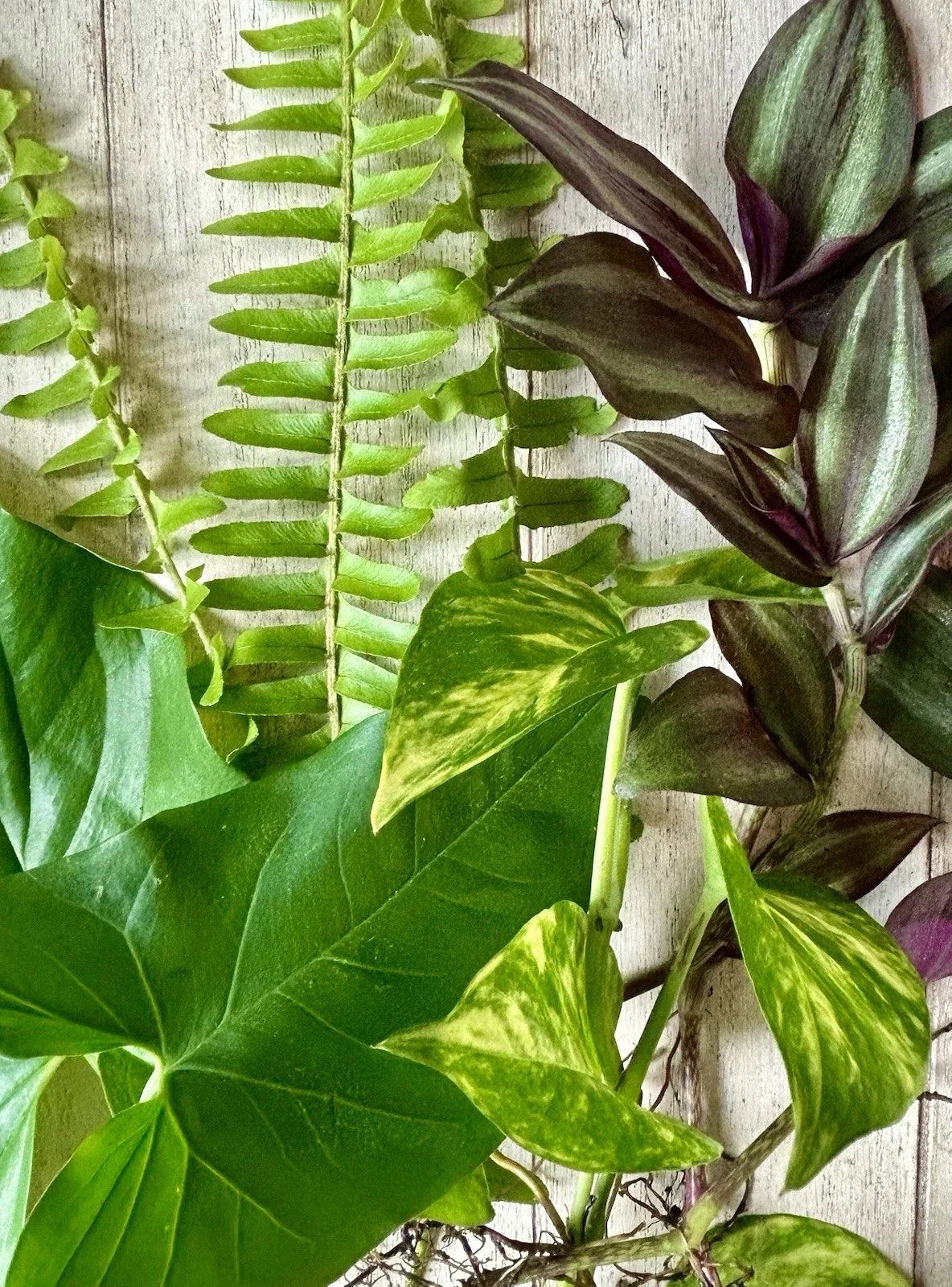 Assorted Plant Cuttings - 16 Rooted & Healthy Varieties - Ideal for Propagation and Plant Lovers