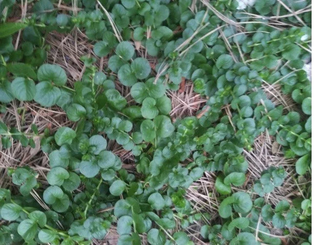 Creeping Jenny Groundcover Plants - 3 Starts - Dark Green Lysimachia nummularia - Low Maintenance, Trailing, Hardy