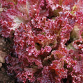 Lettuce Seeds 250 Count - Lolla Rosa Red Leaf - Non-GMO Lactuca sativa Garden Seeds for Salads & Containers