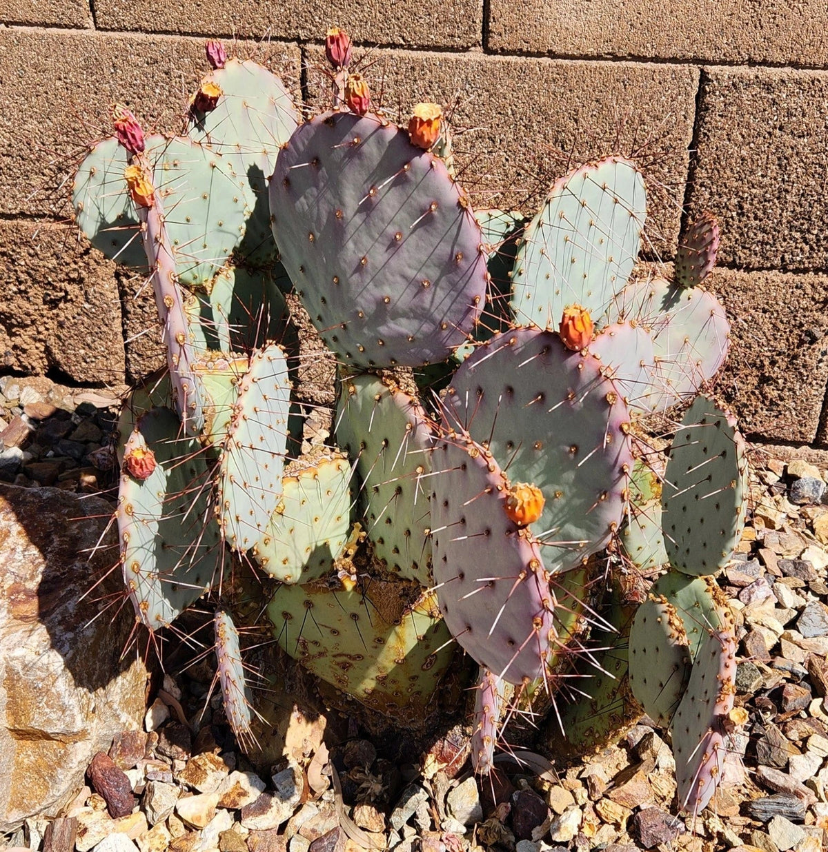 Opuntia Macrocentra Black Spine Prickly Pear Cactus Cutting Pad - Live Plant, 1 Piece, Succulent Garden Decor