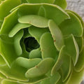 Aeonium arboreum Green Rose Potted 4" Succulent Indoor Garden Decor