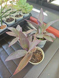 Setcreasea Purple Heart Plant - 4" Wandering Jew - Tradescantia Pallida - Commelinaceae - Indoor Houseplant