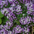 Alyssum Seeds | Purple Violet Queen Heirloom Variety | Free Shipping | Gardening Supplies