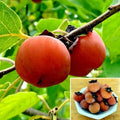 Persimmon Tree Seeds - Sugar Plum Variety - Cold Hardy Diospyros Virginiana Fruit Plant for Zones 4-9