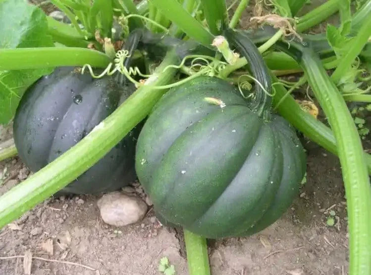 Table Queen Acorn Winter Squash Seeds - 50+ Heirloom Organic Non-GMO - Fresh Quality Seeds for Planting (Cucurbita pepo)